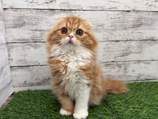 animal_image