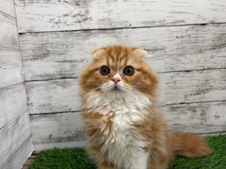 animal_image