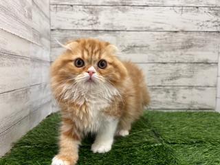 animal_image