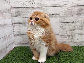 animal_image