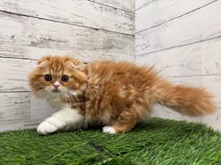 animal_image