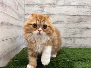animal_image