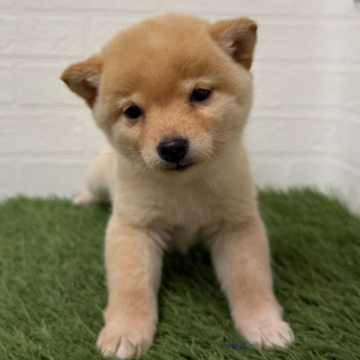 animal_image