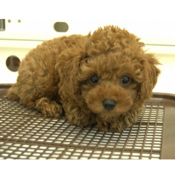 animal_image