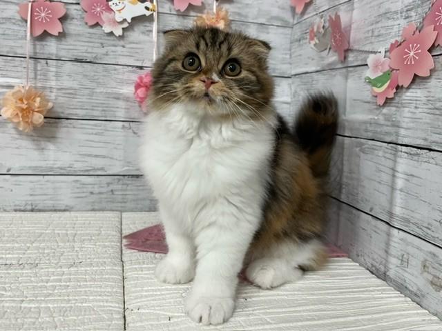 animal_image