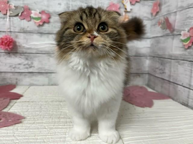 animal_image