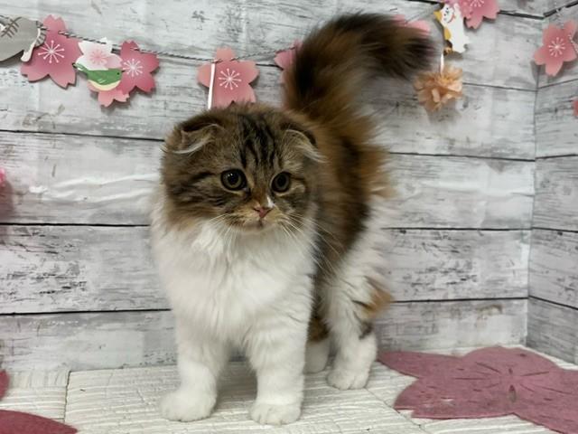 animal_image