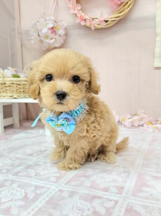 animal_image