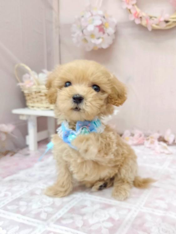animal_image