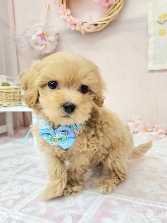 animal_image