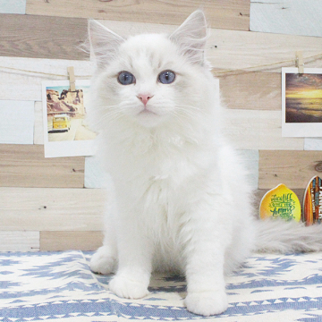 animal_image