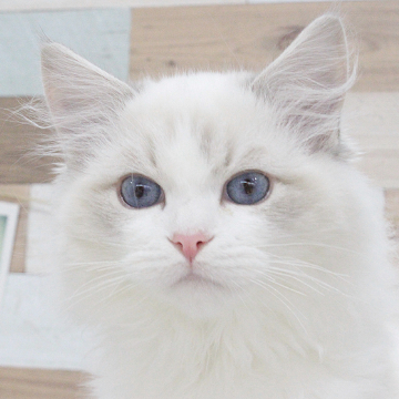 animal_image