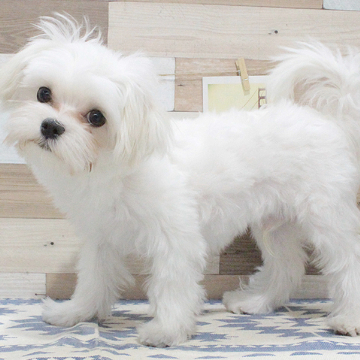 animal_image
