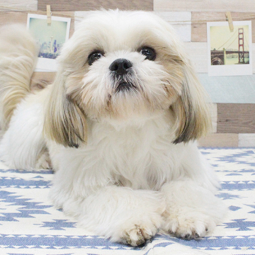 animal_image