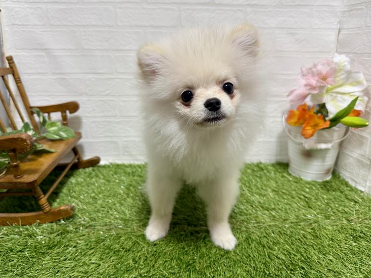 animal_image