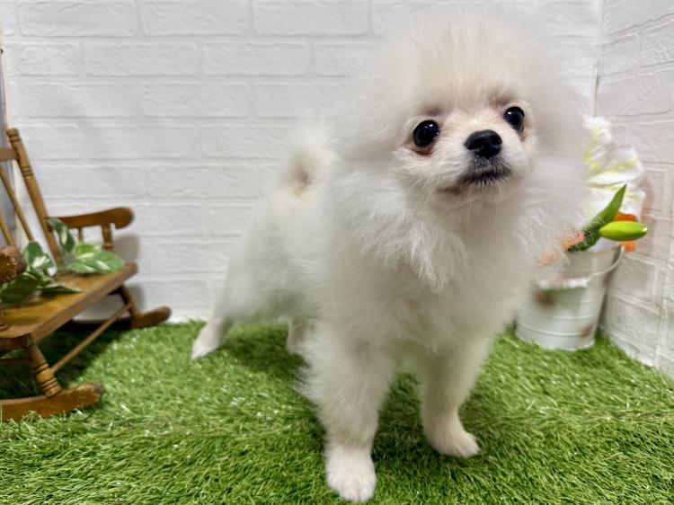 animal_image