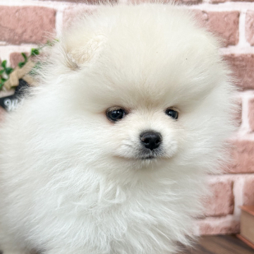 animal_image