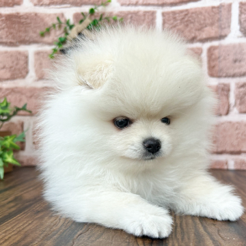 animal_image