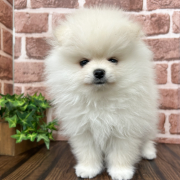 animal_image