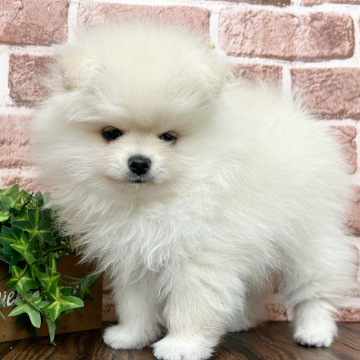 animal_image