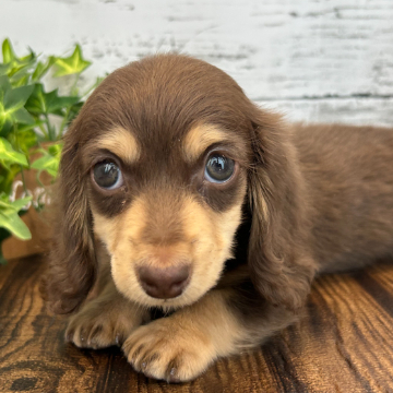 animal_image