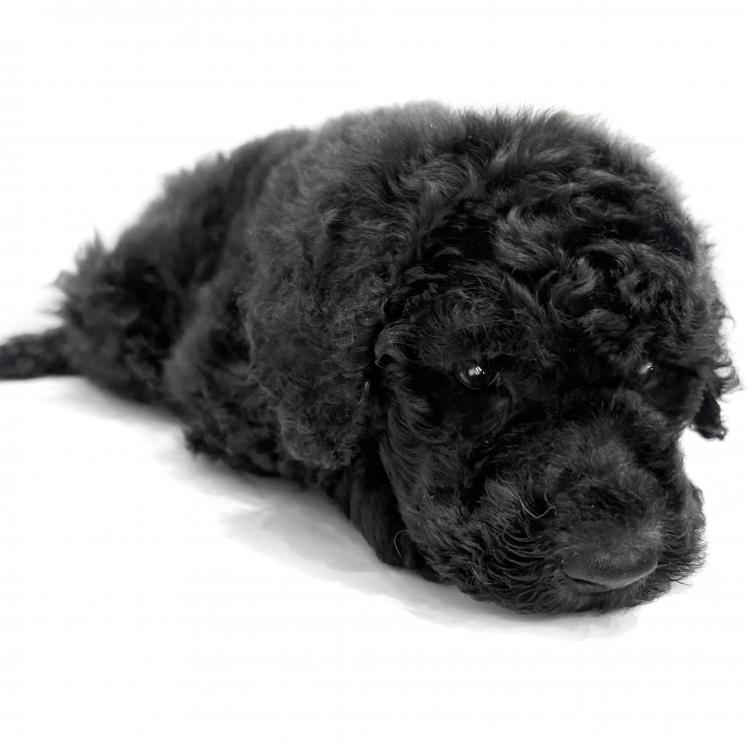 animal_image