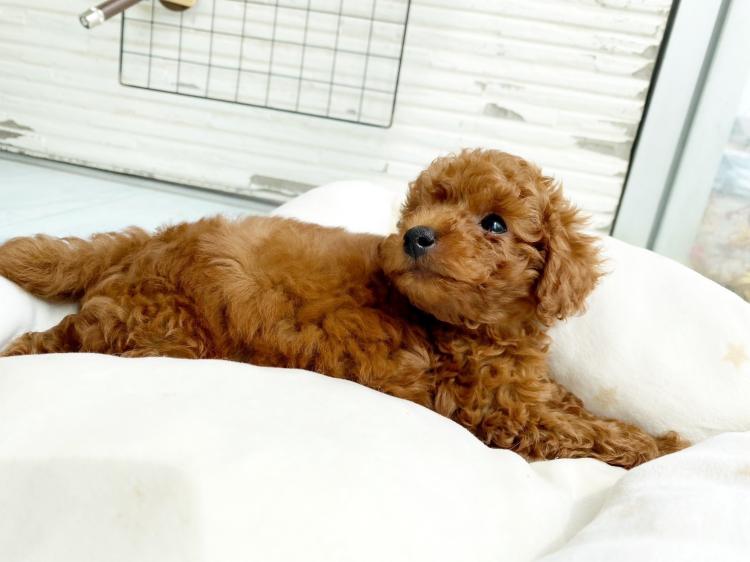 animal_image