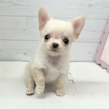 animal_image
