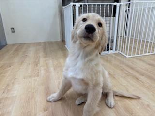 animal_image