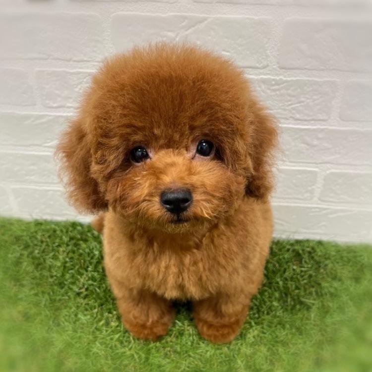animal_image
