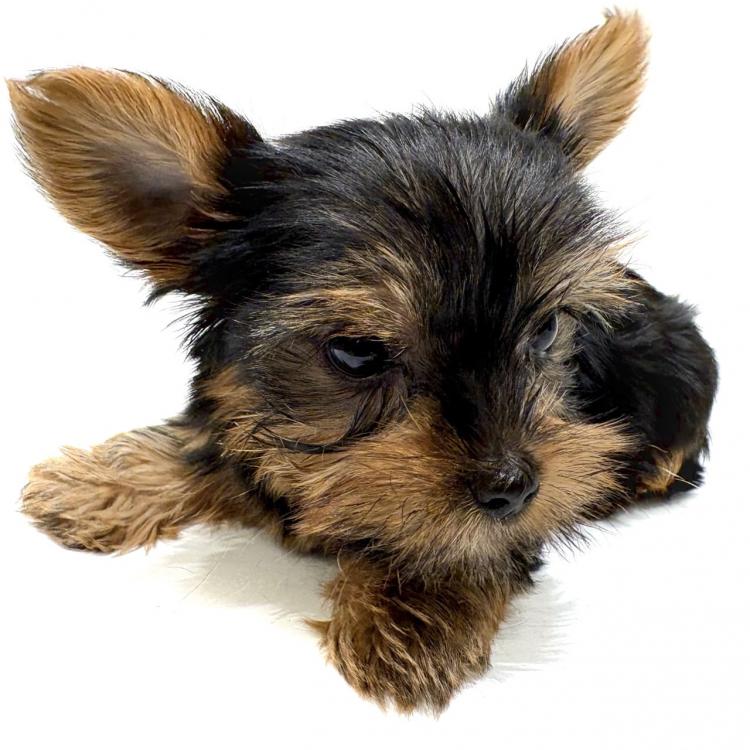 animal_image