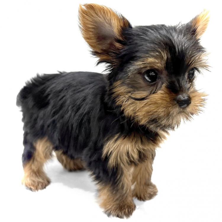 animal_image
