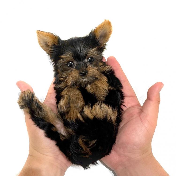 animal_image