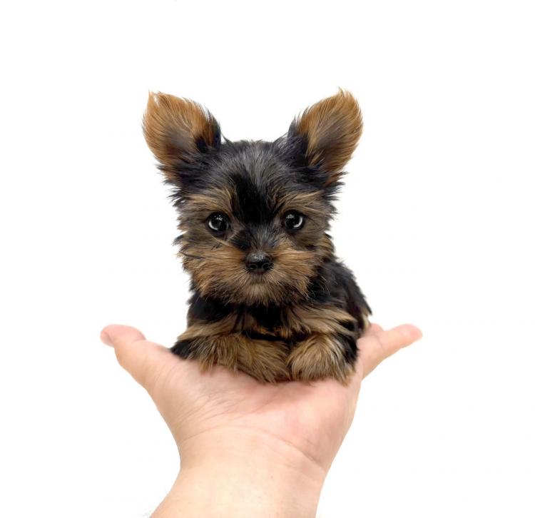 animal_image
