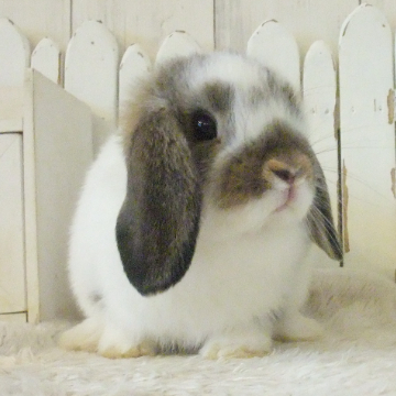 animal_image
