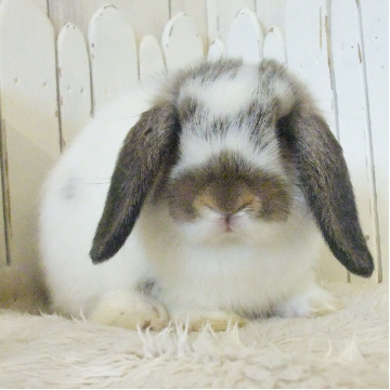 animal_image