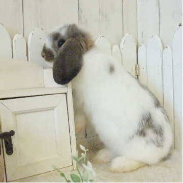 animal_image