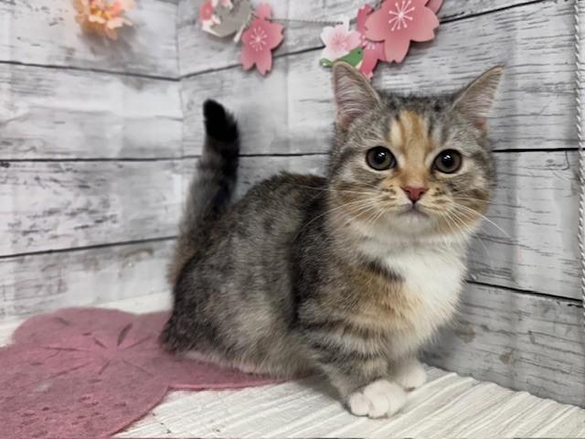 animal_image