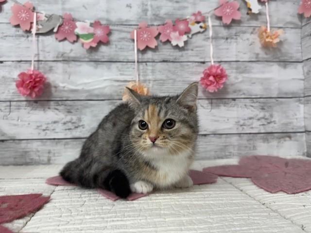 animal_image