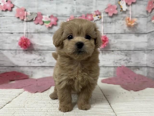 animal_image