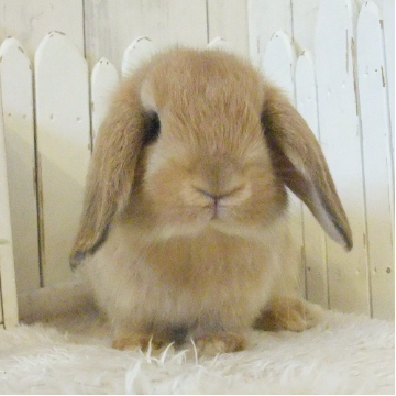 animal_image