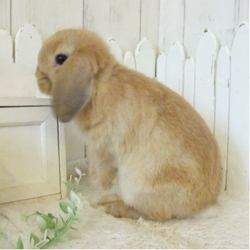 animal_image