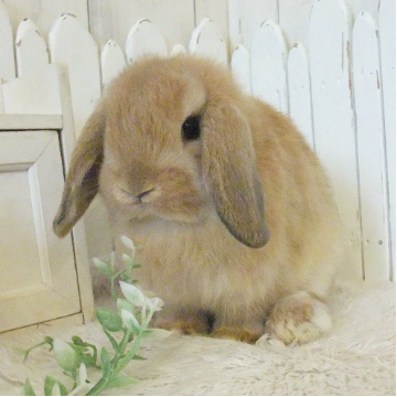 animal_image