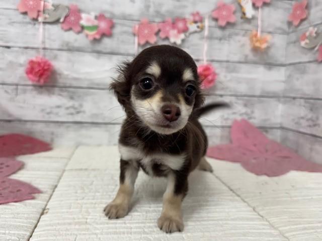 animal_image