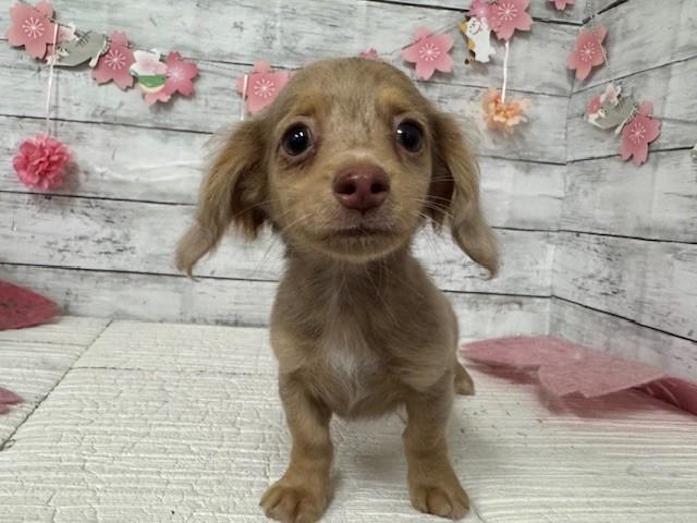 animal_image