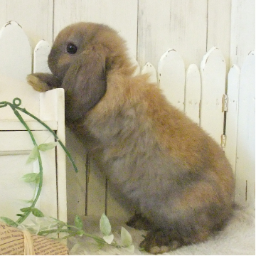 animal_image