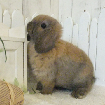 animal_image