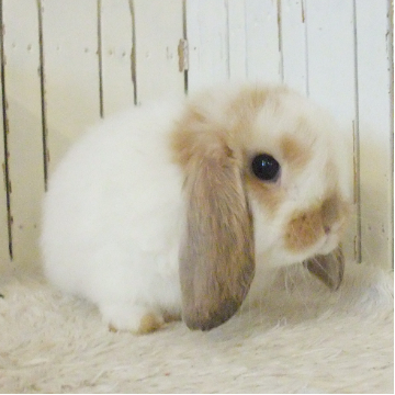 animal_image