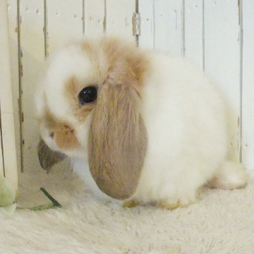 animal_image