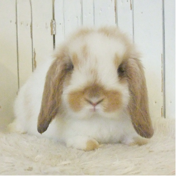 animal_image